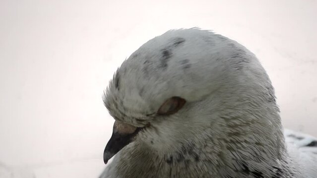 Pigeon head close-up. Dove head close. Ornithology bird lore. Bird fowl flyer flier close up. Head beak bill pecker pecker eyes feathers plumage feather coverts birdie dicky dickey. Nature wildlife