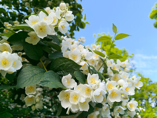 lush bush of blooming jasmine against a background