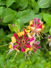 blooming sprig of bright, variegated flowers in summer in Marianske Lazne