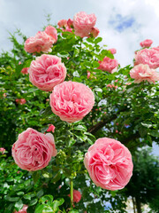 blooming rose bush with lush pink flowers in summer