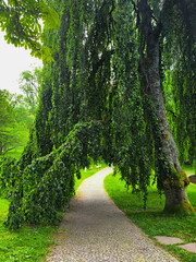 tree with dense foliage in the shape of an arch in a city park in Marianske Lazne