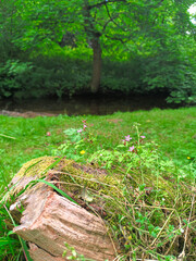 forest plants in summer in Marianske Lazne