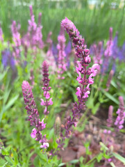 lilac lavender in summer in Marianske Lazne park
