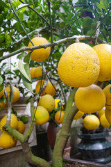 Hanoi, Vietnam - 29 Jan, 2024: Grapefruit hanging from a tree in the gardens of the Quan Thanh Taoist temple, Hanoi