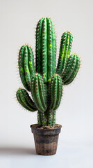 Fototapeta premium Tall, columnar San Pedro cactus with ribbed structure and fine needles, standing solitary on bright white background