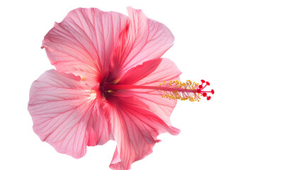 pink hibiscus flower isolated on white background : Generative AI