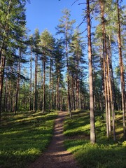 a trail in a sunny forest. vertical photo