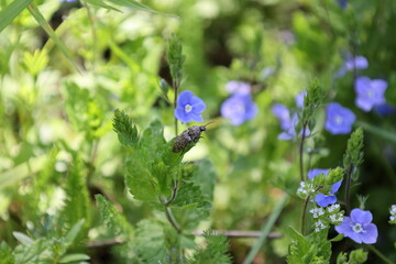 A bunch of blue flowers are in a field