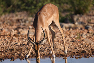 male impala antelope at a waterhole in Africa © Marcel
