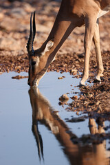 a male impala antelope drinks at a waterhole in Namibia
