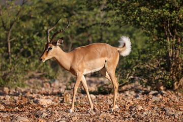 a male impala antelope with raised white tail in Namibia