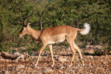 a male impala antelope with raised white tail in Namibia