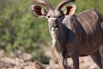 a male kudu antelope at a waterhole in Namibia