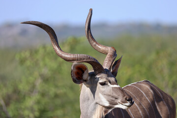 male kudu antelope in Namibia