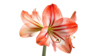 Beautiful real single flower flowerhead of tropical Amaryllis flower cut out on an isolated background : Generative AI