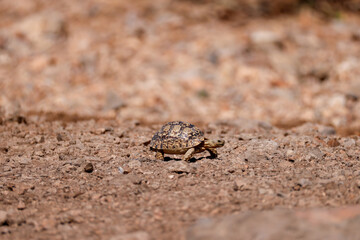 leopard turtle in the bushlands of Namibia