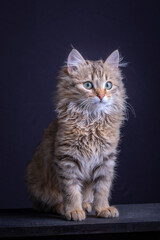 Fototapeta premium My most beautiful kitten in the world.
