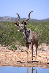 a male kudu antelope at a waterhole in Namibia