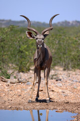 a male kudu antelope at a waterhole in Namibia