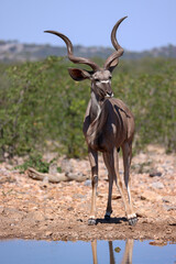 a male kudu antelope at a waterhole in Namibia