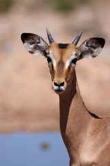 juvenile impala antelope portrait