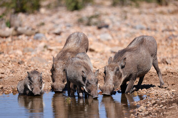 a warthog with its offspring at a waterhole in Namibia