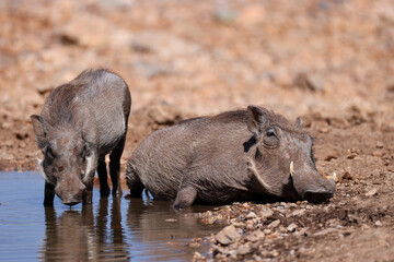 a warthog relaxes and lies in the water of a waterhole in Namibia