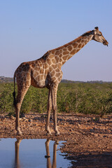 a single giraffe at a waterhole in Namibia