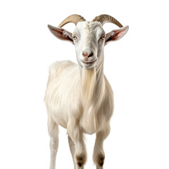 Fototapeta premium goat looking isolated on white