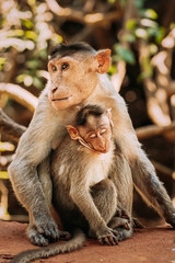 . Bonnet Macaque - Macaca Radiata Or Zati With Newborn Sitting On Ground. Monkey With Infant Baby