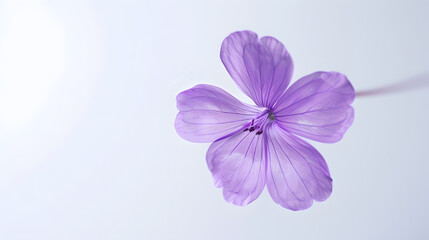 Fototapeta premium violet flower on white background : Generative AI