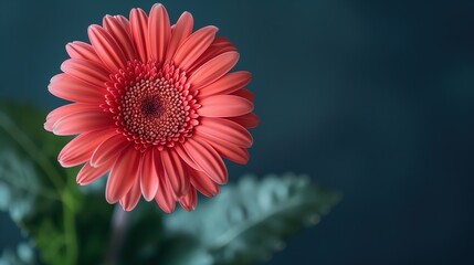 The woman is holding the mobile phone, smiling happily, with a solid background, a lot of blank space, bright, realistic, photos, photography, half-length photos, more details, master works, --ar 16:9