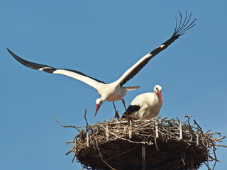 White storks on the nest in Rust, Burgenland, Austria, Europe
