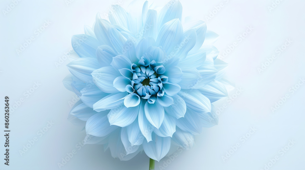 Poster light blue flower on a white background isolated with clipping path closeup big shaggy flower for de