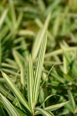Dwarf white-striped Bamboo leaves