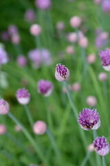 Chives flower buds