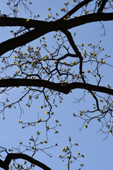 Eastern black walnut branches with new leaves