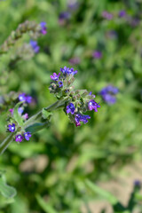 Obraz premium Common bugloss flowers