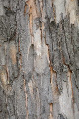 Silver maple bark detail