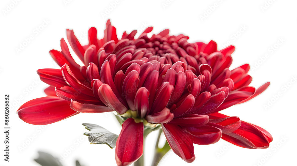Poster red flower chrysanthemum garden flower white isolated background with clipping path closeup no shado