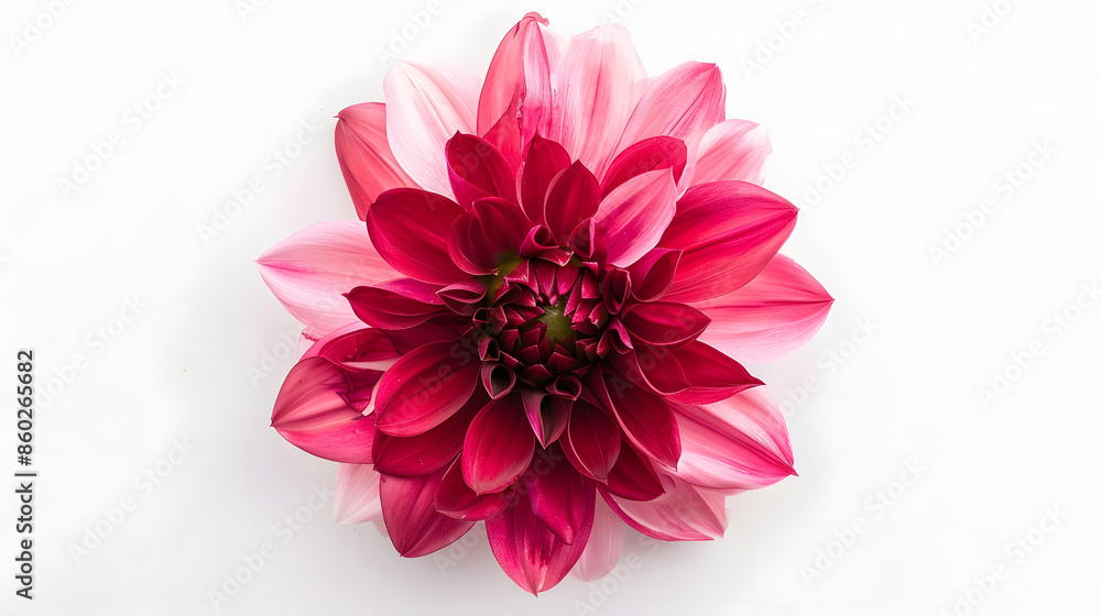 Poster top view of dahlia flower on a white background perfect for representing the theme of valentines day