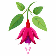 Vector illustration of fuchsia flower 
