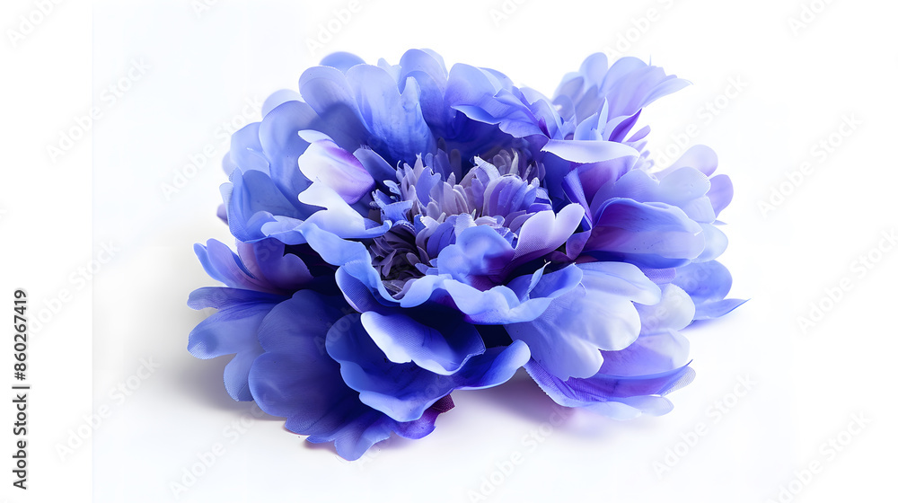 Poster bluepurple peony flower on white isolated background with clipping path closeup for design nature : 