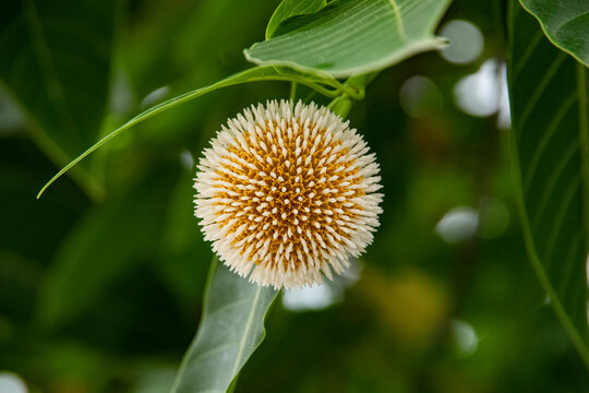 Kodom ful _ Neolamarckia cadamba , burflower-tree, laran, Leichhardt pine 