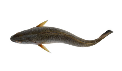 Top view of fresh red drum fish isolated on white, Sciaenops ocellatus