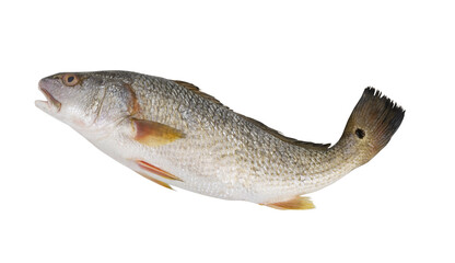 Red drum fish isolated on white
