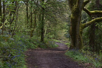 the bluebells blooming on walton hill in clent 