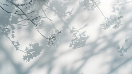 Blurred overlay effect for photo Gray shadows of cherry tree blooming branches on a white wall Abstract neutral nature concept background for design presentation : Generative AI