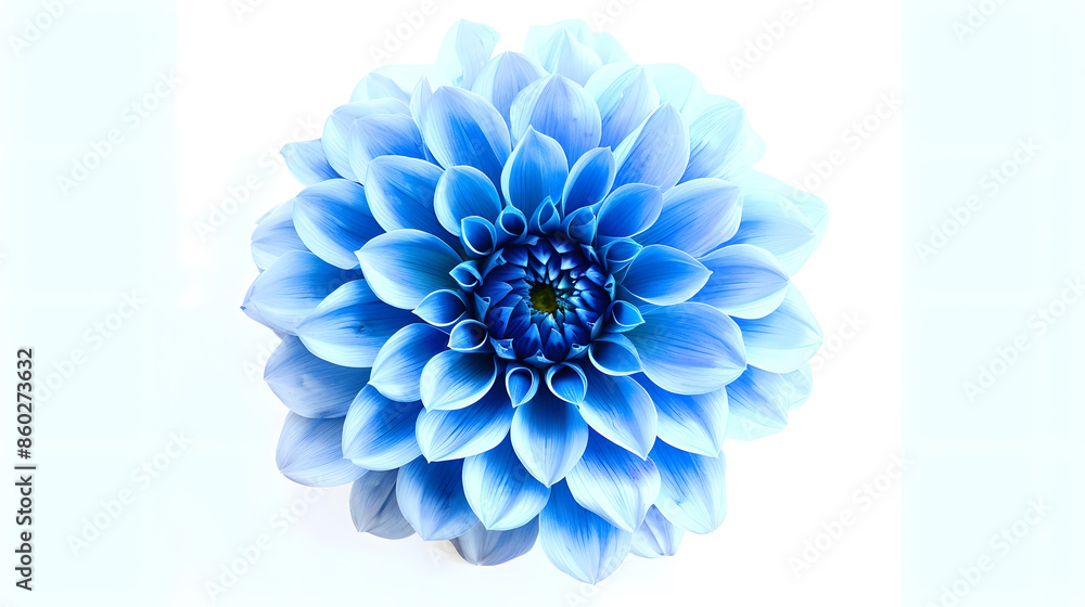 Poster blue flower on a white background isolated with clipping path closeup big shaggy flower dahlia : gen