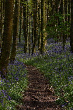 the bluebells blooming on walton hill in clent 